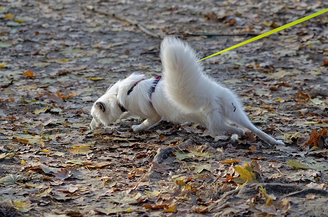 perro olisqueando unas hojas