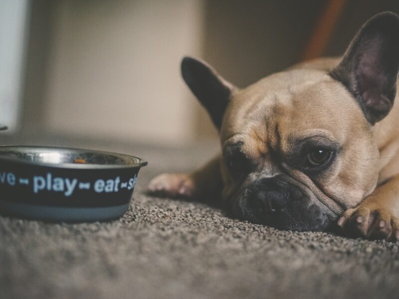 alimentos que no puede comer un perro