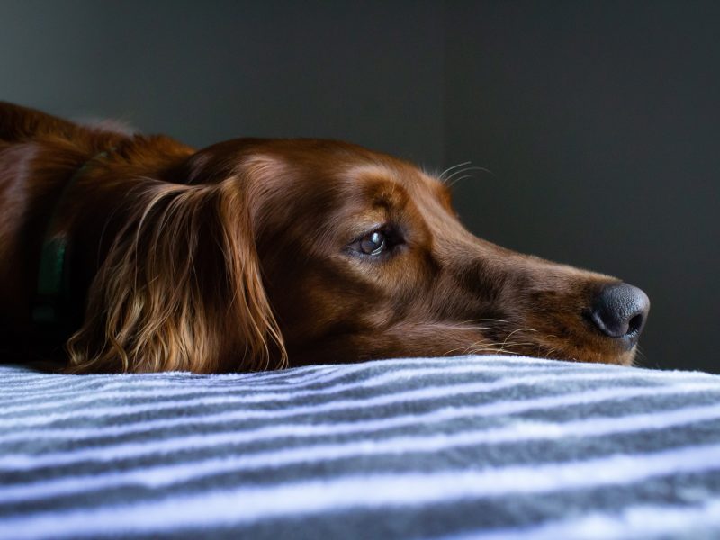 dolor en los perros- detectar cuando un perro sufre en silencio
