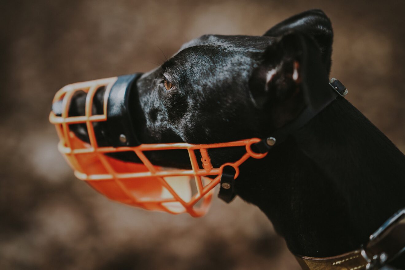 ¿Cuándo usar un bozal para perros? Usos y mitos del bozal