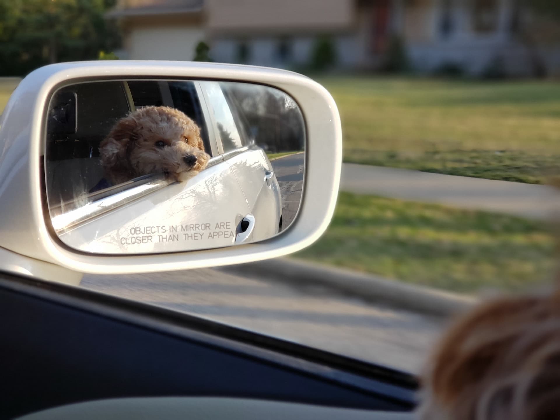 viajar con un perro en el coche