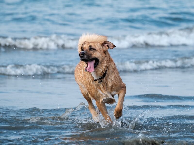 llevar a tu perro a la playa