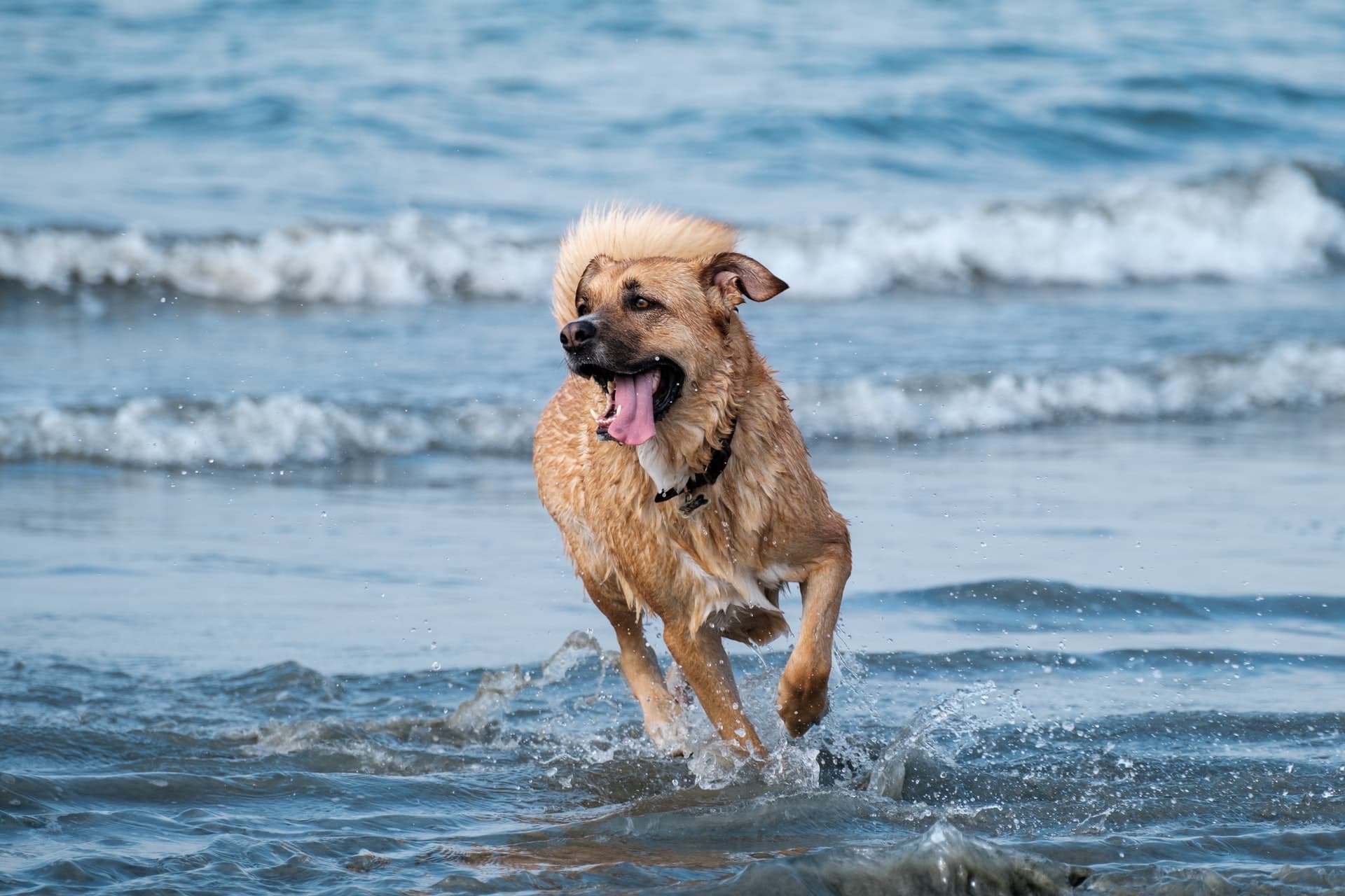 llevar a tu perro a la playa