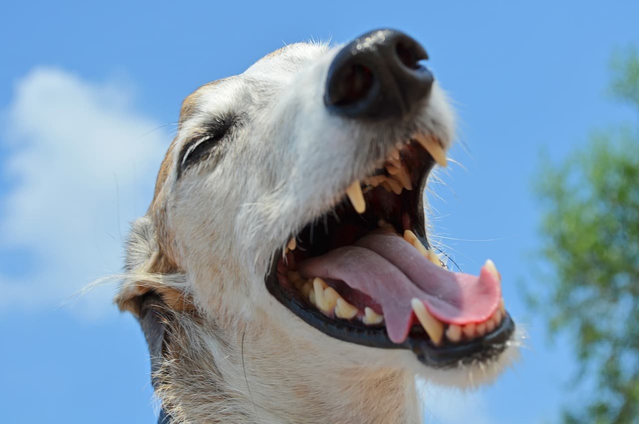 salud dental de los perros