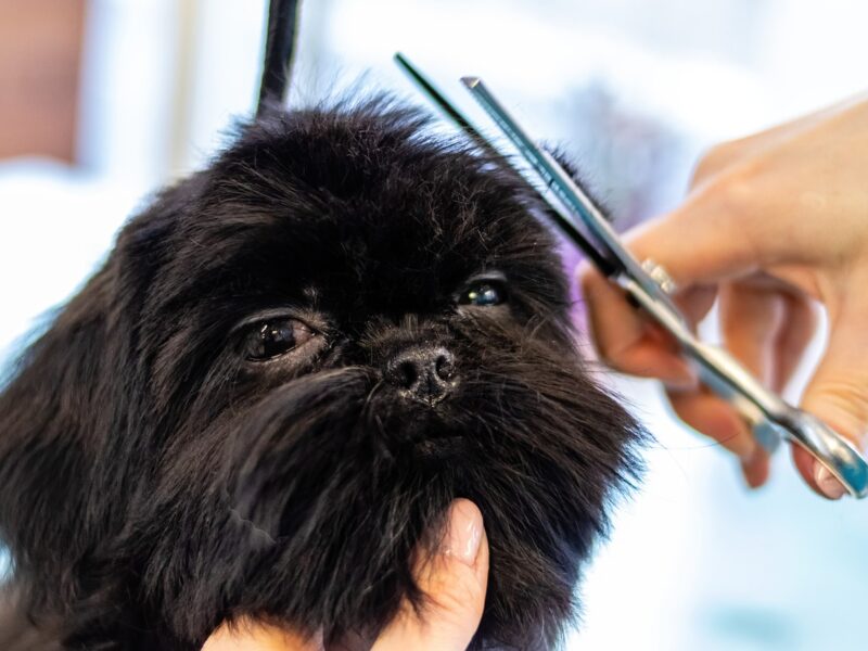 Descubre los beneficios de cortar el pelo a tu perro y mejora su salud y apariencia con nuestros consejos sobre peluquería canina.