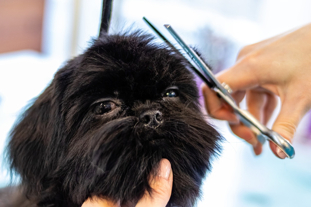 Descubre los beneficios de cortar el pelo a tu perro y mejora su salud y apariencia con nuestros consejos sobre peluquería canina.