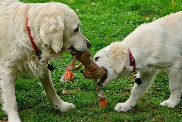 perros con juguestes de cuerda tira y afloja