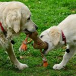 beneficios del juego para los perros